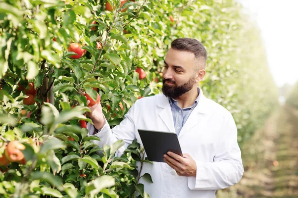 Control de cosecha en finca frutícola y dispositivos modernos para el trabajo en verano y negocios — Foto de Stock