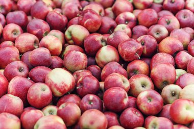 Çiftlik bahçesinden organik ürünler, iyi hasat ve başarılı iş, doğa dokusu