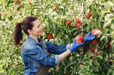 Meyve endüstrisi, iş ve girişim, çiftlikte hasat