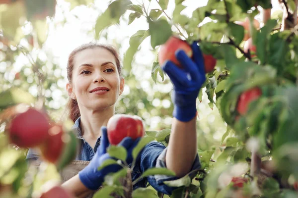 Eldivenli neşeli genç ve çekici bayan çiftçi yeşil yapraklı kırmızı organik elmaları topluyor.