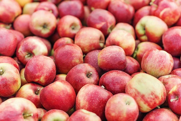 Manzanas orgánicas frescas cosechadas en el jardín, cerca de fondo — Foto de Stock