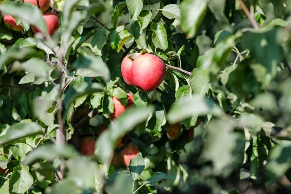 Apple trees in orchard, with red fruits ready for harvest, successful business, natural and agriculture