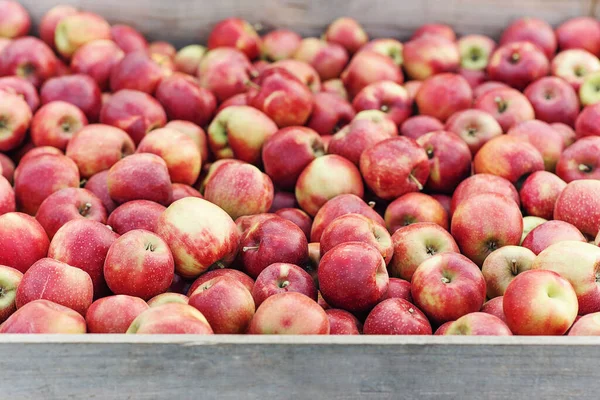 Estilo rústico, manzanas en el mercado de agricultores, en mostrador o caja. Negocios de temporada en verano y otoño — Foto de Stock