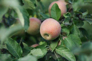 Eko organik meyveler, köy ve köy tarzı. İş için yaz bahçesi ve dışarıda çalışma.