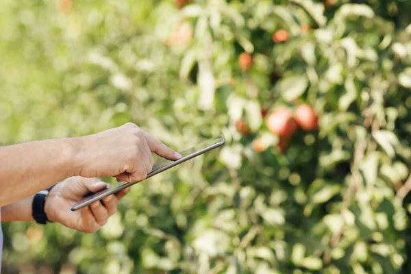 Productor de frutas con tableta digital que comprueba la calidad en huerto orgánico moderno — Foto de Stock