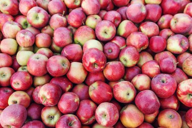 Eko tarım, iş. Endüstri, tarım sektörü ve mükemmel organik meyve hasadı