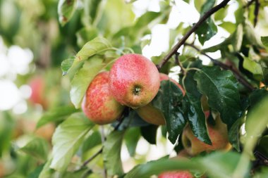 İş, ticaret ve sanayi için büyüyen fabrikalar