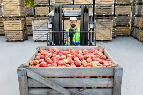 Fruit business, organic juice production and work at warehouse. Great harvest of ripe apples