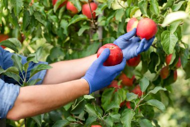Eko çiftliğinde hasat, satılık organik meyveler ve ekinlerle modern iş.