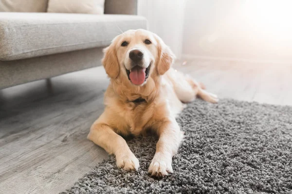Portrait of cute healthy dog lying on the floor carpet — ストック写真