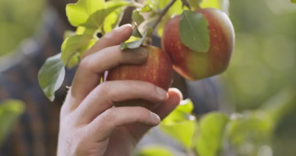 Agriculture et récolte. Gros plan de pomme biologique mûre suspendue à une branche, jardinier flou cueillant des fruits de l'arbre — Video