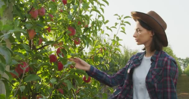 Profesjonalna koncepcja ogrodnictwa. Młoda kobieta przychodząca do jabłoni i sprawdzająca owoce przed zbiorami — Wideo stockowe