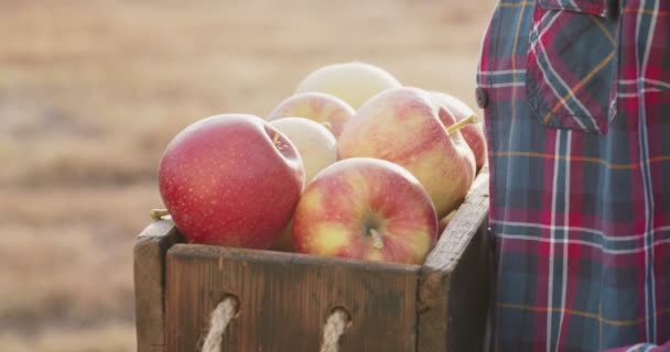 Raccolta di mele in piattaforma di cernita professionale. Primo piano colpo di giardiniere che trasporta scatola di legno con frutta rossa matura — Video Stock