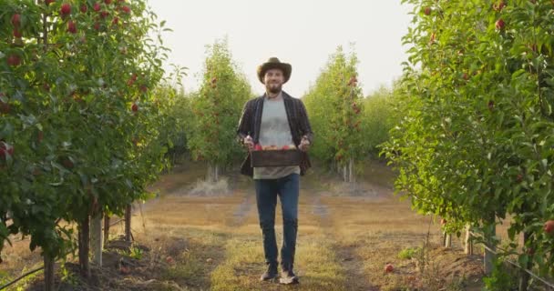 Jeune homme positif horticulteur va à la caméra dans le jardin de pommes, portant une boîte en bois pleine de fruits mûrs — Video