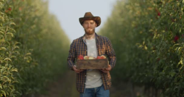 Concepto de horticultura orgánica. Joven hombre positivo jardinero va a la cámara con caja de madera llena de manzanas maduras en huerto — Vídeos de Stock