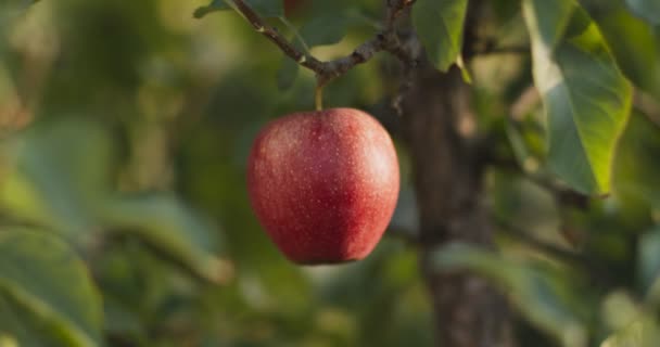 Verger de pommes biologiques. Fruit rouge mûr sans pulvérisation chimique accroché à un arbre vert — Video