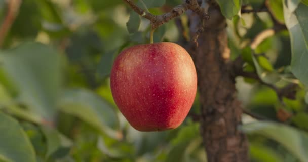 Maçã vermelha madura orgânica fresca e suculenta pronta para a colheita no pomar da plantação, pendurada no galho com folhas verdes — Vídeo de Stock