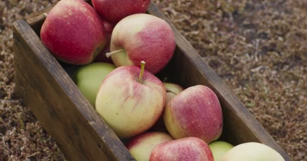 Horticultura natural. Primer plano de la caja de madera con la cosecha de manzana madura roja de pie en el suelo, tiro de seguimiento — Vídeo de stock