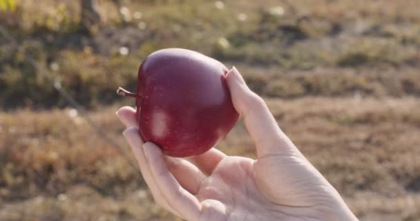 Φρέσκα βιολογικά φρούτα. Γυναικείο χέρι κρατώντας κόκκινο ώριμο μήλο, το τροχαίο στο φως του ήλιου, φυσική έννοια της γεωργίας — Αρχείο Βίντεο