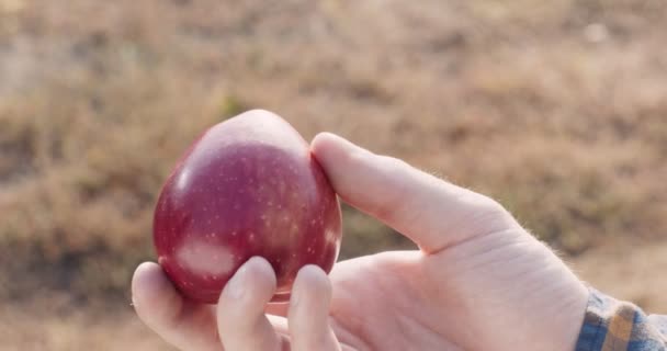 Rolnictwo i ogrodnictwo naturalne. Close up shot człowieka ogrodnik trzymając czerwone dojrzałe jabłko w ręku, outdoor shot — Wideo stockowe