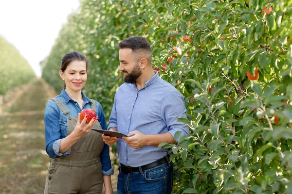 Control de calidad de frutas orgánicas, aparatos modernos para el trabajo en eco granja — Foto de Stock