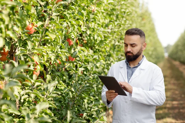 Professional works on eco farm, checks quality of organic fruits — Stock Photo, Image