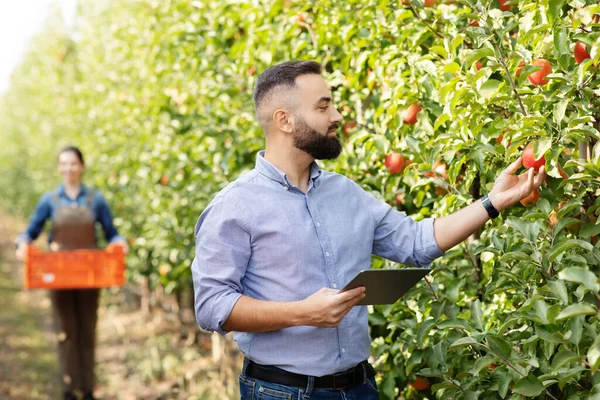 Trabajar en granja moderna, cosecha de frutas orgánicas y comprobar la calidad con el dispositivo móvil — Foto de Stock