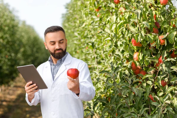 Comprobación de frutas en granja orgánica con dispositivos modernos — Foto de Stock
