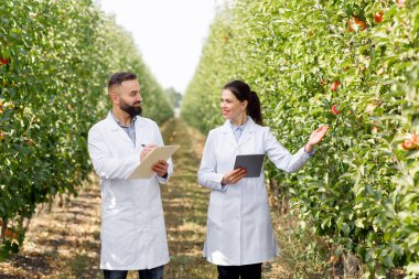 Tarım sektörü kontrolü, tarım tesisleri teknolojisi. Elma bahçesinde tabletli çiftçiler