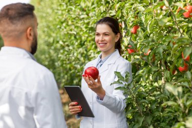 Sonbahar hasadı, tarımcı organik meyve bahçesinde çalışıyor.