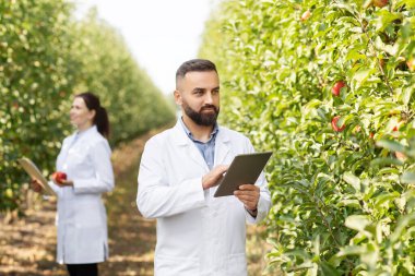 Hasat ve modern teknoloji. Sakallı adam dijital tablet kullanıyor, eko meyve bahçesinde çalışıyor.