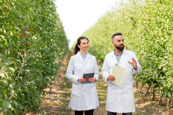 Agricultores examinan cosecha en huerto de manzanas ecológicas en granja con tableta y agronegocios — Foto de Stock