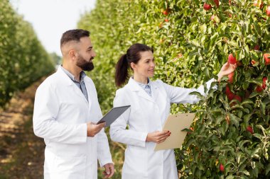 Sonbahar mevsiminde daldan meyve toplamak, meyve bahçesindeki mahsulü kontrol etmek.