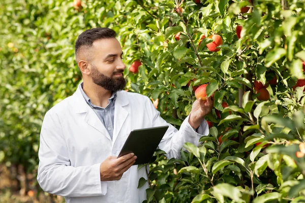 Cultivar productos orgánicos naturales en la granja ecológica, recoger manzanas maduras en el huerto y cosechar — Foto de Stock
