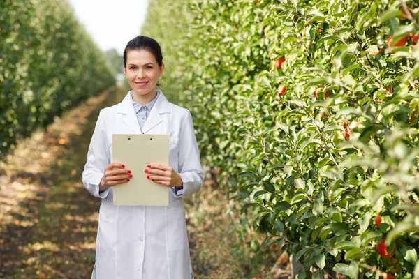 Industria de frutas ecológicas, control de calidad de productos en huerto de manzanas ecológicas — Foto de Stock