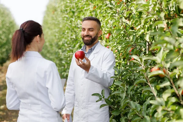 Agrónomo comprobar manzanas, explorar, investigar cómo crecen en temporada antes de la cosecha — Foto de Stock