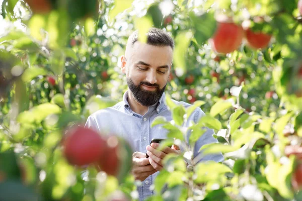 Çiftçi yazın meyve ağaçlarını mobil teknoloji, modern iş ve ekimle kontrol ediyor