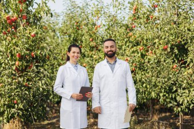Bitki yetiştirme, modern eko işi. Bahçedeki köyde organik meyveler, kontrol hasadı.