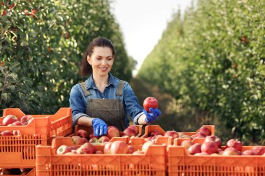 Çiftçi, bahçe sahibi hasattan, hasattan ve meyvelerden gurur duyar