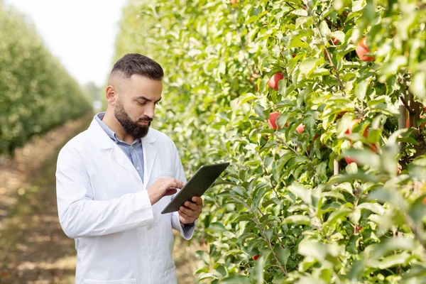 Raccolta stagionale, attività all'aperto e controllo della frutta in eco-giardino — Foto Stock