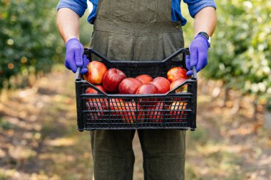 Başarılı tarım sektörü, mükemmel hasat, yazın ve sonbaharda bahçede organik meyve toplama.