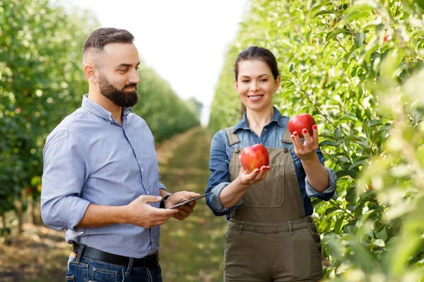 Frutas ecológicas de alta calidad para la venta, agricultor y empresario comprueban la cosecha en verano, otoño — Foto de Stock