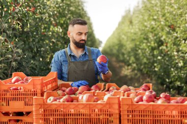 Organik ürünlerin tasnif edilmesi, kalite kontrolü, köydeki kendi eko çiftliğinde hasat.