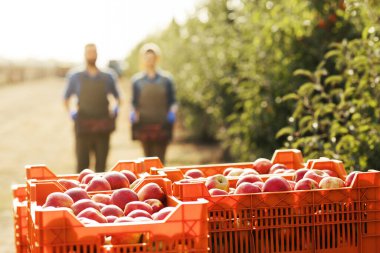 Açık hava tarım, hasat, modern tarım sektörü ve satılık organik meyve ve meyve suyu üretimi.