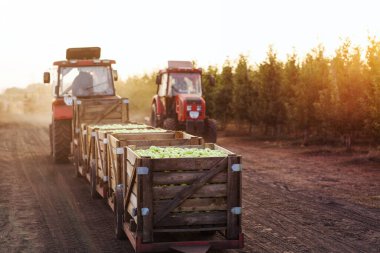 Modern eko çiftliği, organik meyve toplama ve depolama