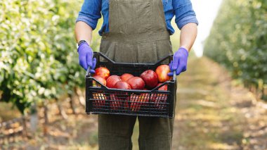 Büyük hasat, meyve toplama suyu ve püre üretimi, iş ve bitki yetiştirme