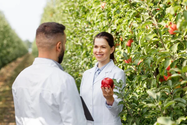 Cosecha de verano y otoño de frutas orgánicas, trabajo de agrónomo, control de cultivos y control de calidad al aire libre — Foto de Stock