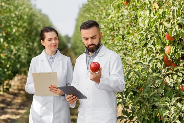 Cultivo moderno de frutas ecológicas en huerta, negocio y cosecha estacional — Foto de Stock