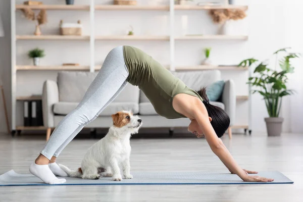 Aziatische jong vrouw doet yoga met haar hond thuis — Stockfoto