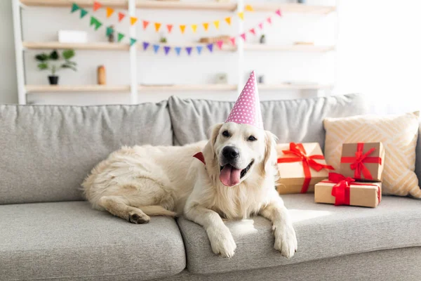 Parti şapkası takan sevimli bir köpek, hediye kutularıyla çevrili kanepeye uzanmış, evde doğum günü kutlaması yapıyor. — Stok fotoğraf